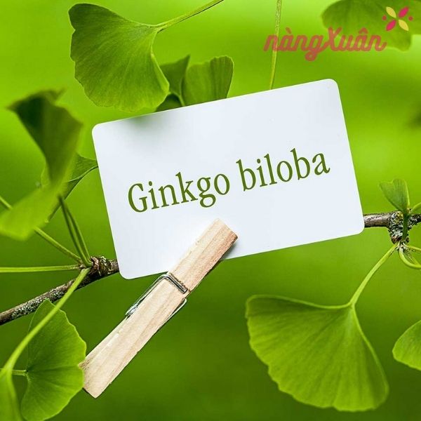 Lợi ích sức khỏe của Bạch Quả ( Ginkgo Biloba )