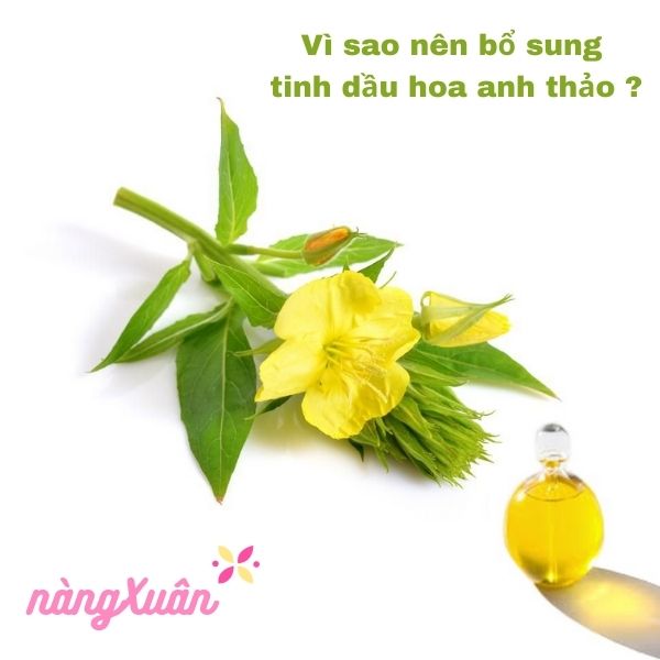 Lý do nên bổ sung dầu hoa anh thảo ?