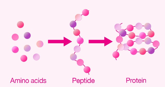 Peptide và cơ chế hoạt động